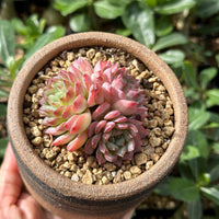Rare Echeveria Desert Rose Succulent Cluster – Live Rosette Plant – Unique Drought-Tolerant Houseplant