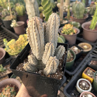 Rare Euphorbia - Euphorbia Abdelkuri Cluster