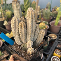 Rare Euphorbia - Euphorbia Abdelkuri Cluster