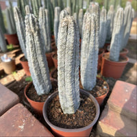 Rare Euphorbia, Euphorbia Abdelkuri Grey 8”-10”