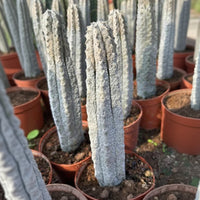 Rare Euphorbia, Euphorbia Abdelkuri Grey 8”-10”