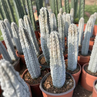 Rare Euphorbia, Euphorbia Abdelkuri Grey 8”-10”