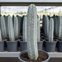 Rare Euphorbia, Euphorbia Abdelkuri Grey 8”-10”