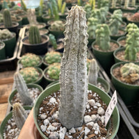 Rare Euphorbia - Euphorbia Abdelkuri grey