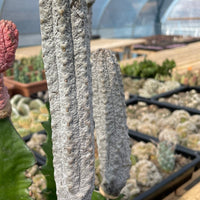 Rare Euphorbia - Euphorbia Abdelkuri grey