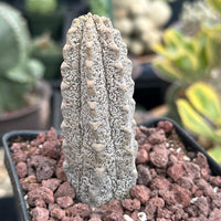 Rare Euphorbia - Euphorbia Abdelkuri grey small (3.5” pot)