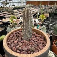 Rare Euphorbia - Euphorbia Abdelkuri grey small (4"-6" tall)