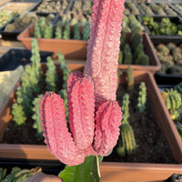 Rare Euphorbia - Euphorbia Abdelkuri variegated large cluster