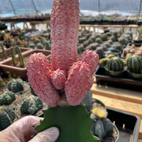 Rare Euphorbia - Euphorbia Abdelkuri variegated large cluster