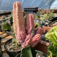 Rare Euphorbia - Euphorbia Abdelkuri variegated large cluster
