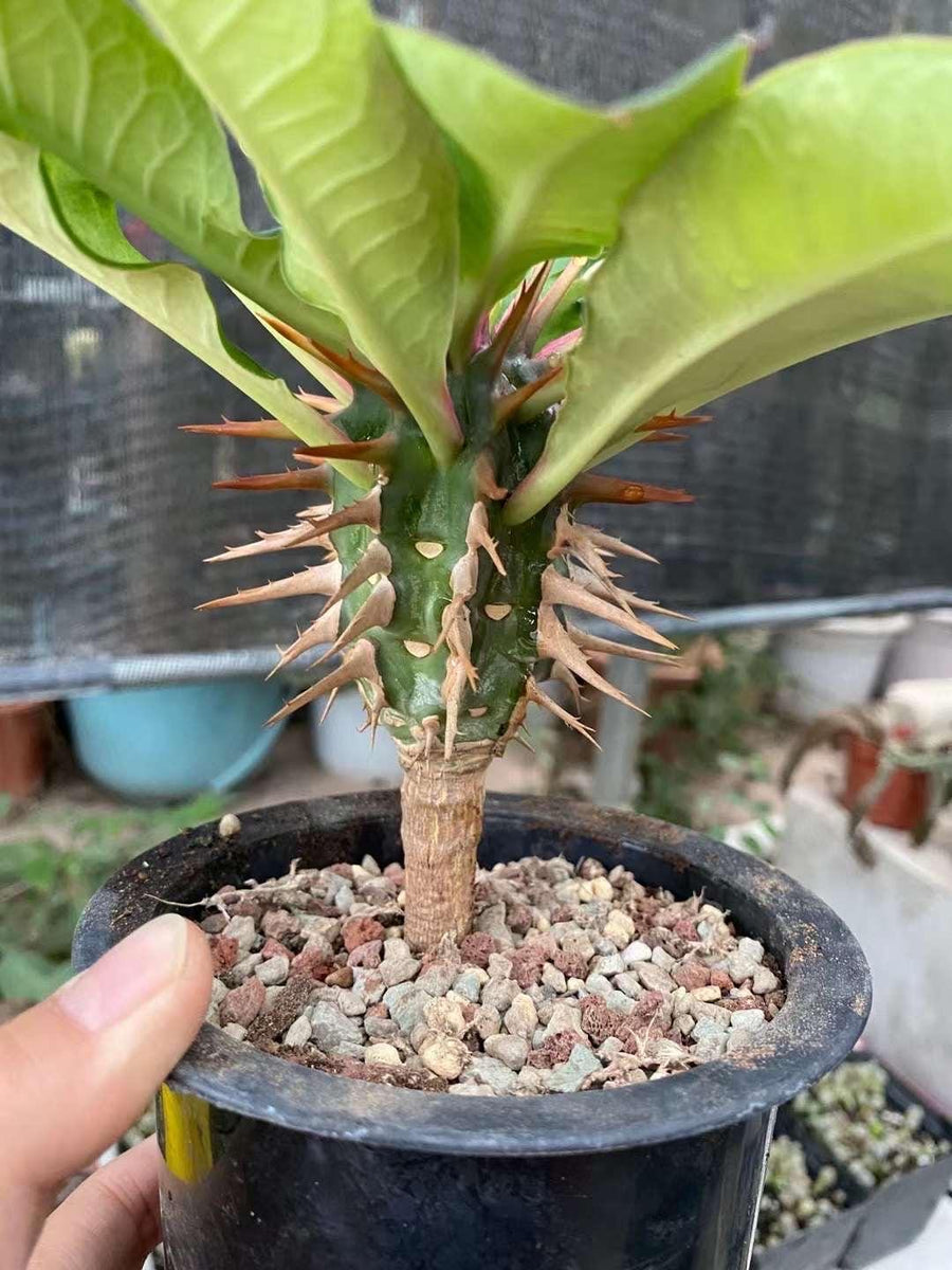 rare snake plant euphorbia Rare Euphorbia