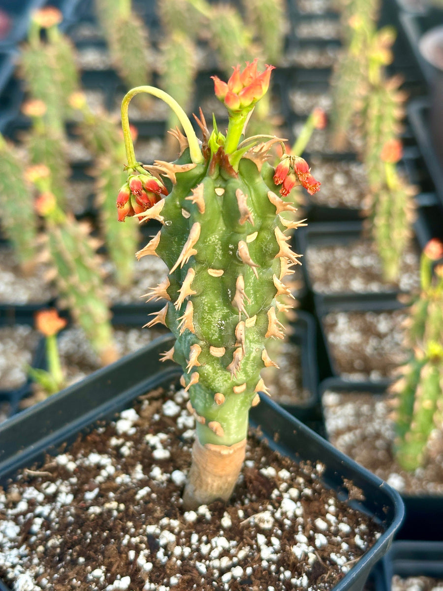 rare snake plant euphorbia Rare Euphorbia