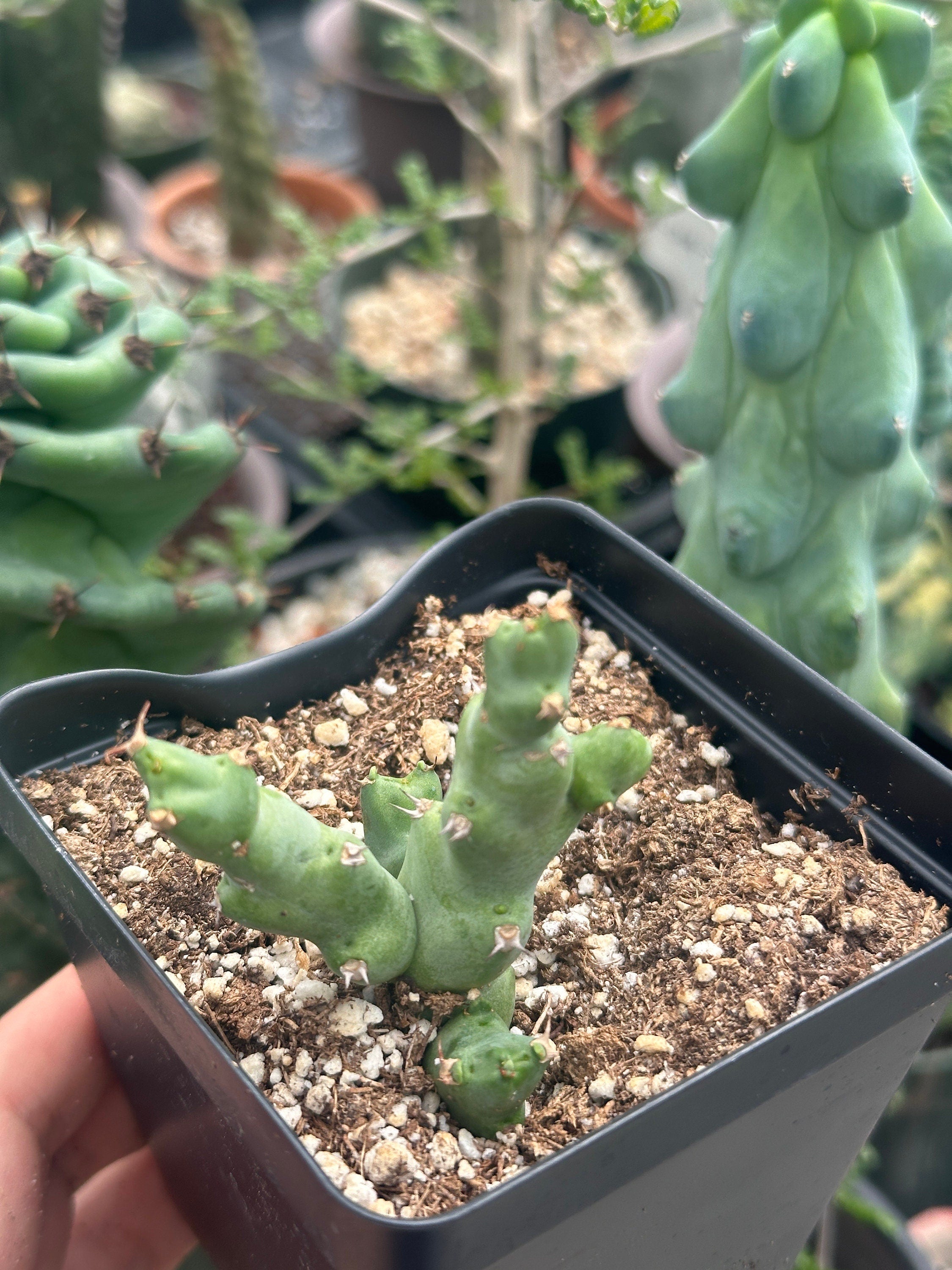 small succulent plants for sale Rare Euphorbia