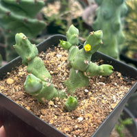 Rare Euphorbia - Euphorbia Clivicola