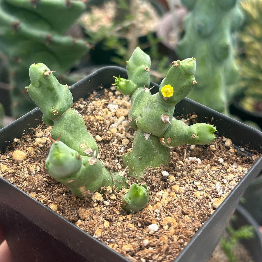 succulent euphorbia species Rare Euphorbia