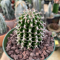 Rare Euphorbia - Euphorbia Columnaris (2”-3”)