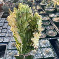 Rare Euphorbia - Euphorbia Lactea Cristata Variegated on rootstock