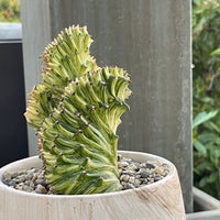 Rare Euphorbia - Euphorbia Lactea Cristata Variegated on rootstock