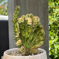Rare Euphorbia - Euphorbia Lactea Cristata Variegated on rootstock