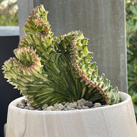 Rare Euphorbia - Euphorbia Lactea Cristata Variegated on rootstock