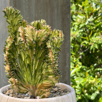 Rare Euphorbia - Euphorbia Lactea Cristata Variegated on rootstock