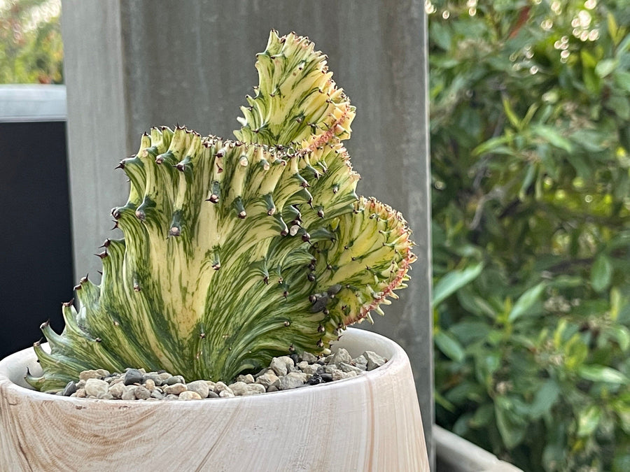 succulent cristata Rare Euphorbia