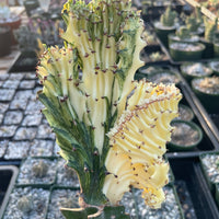 Rare Euphorbia - Euphorbia Lactea Cristata Variegated on rootstock