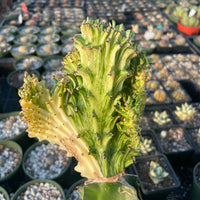 Rare Euphorbia - Euphorbia Lactea Cristata Variegated on rootstock