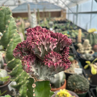 Rare Euphorbia - Euphorbia Lactea Cristata variegated pink