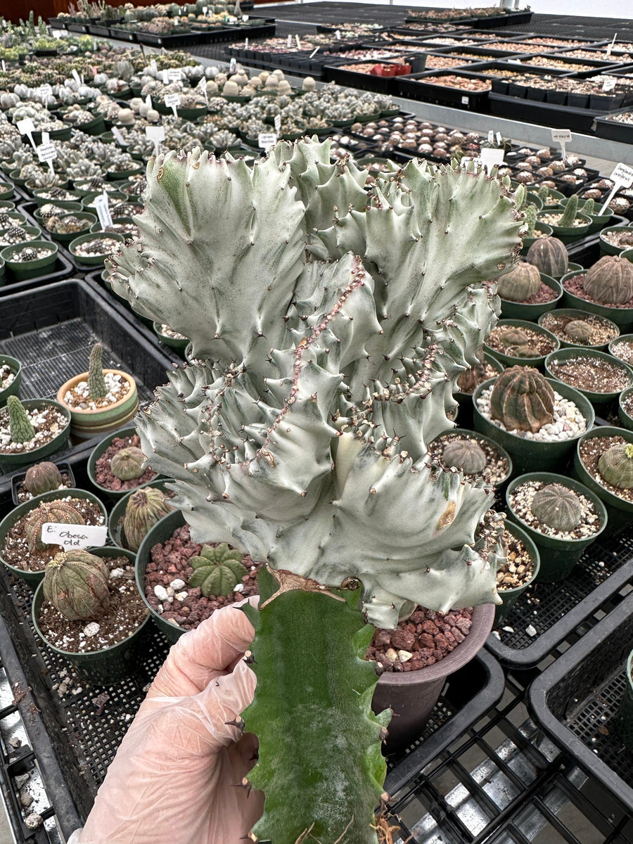 Rare Euphorbia - Euphorbia Lactea cristata variegated grey 1am Succulents
