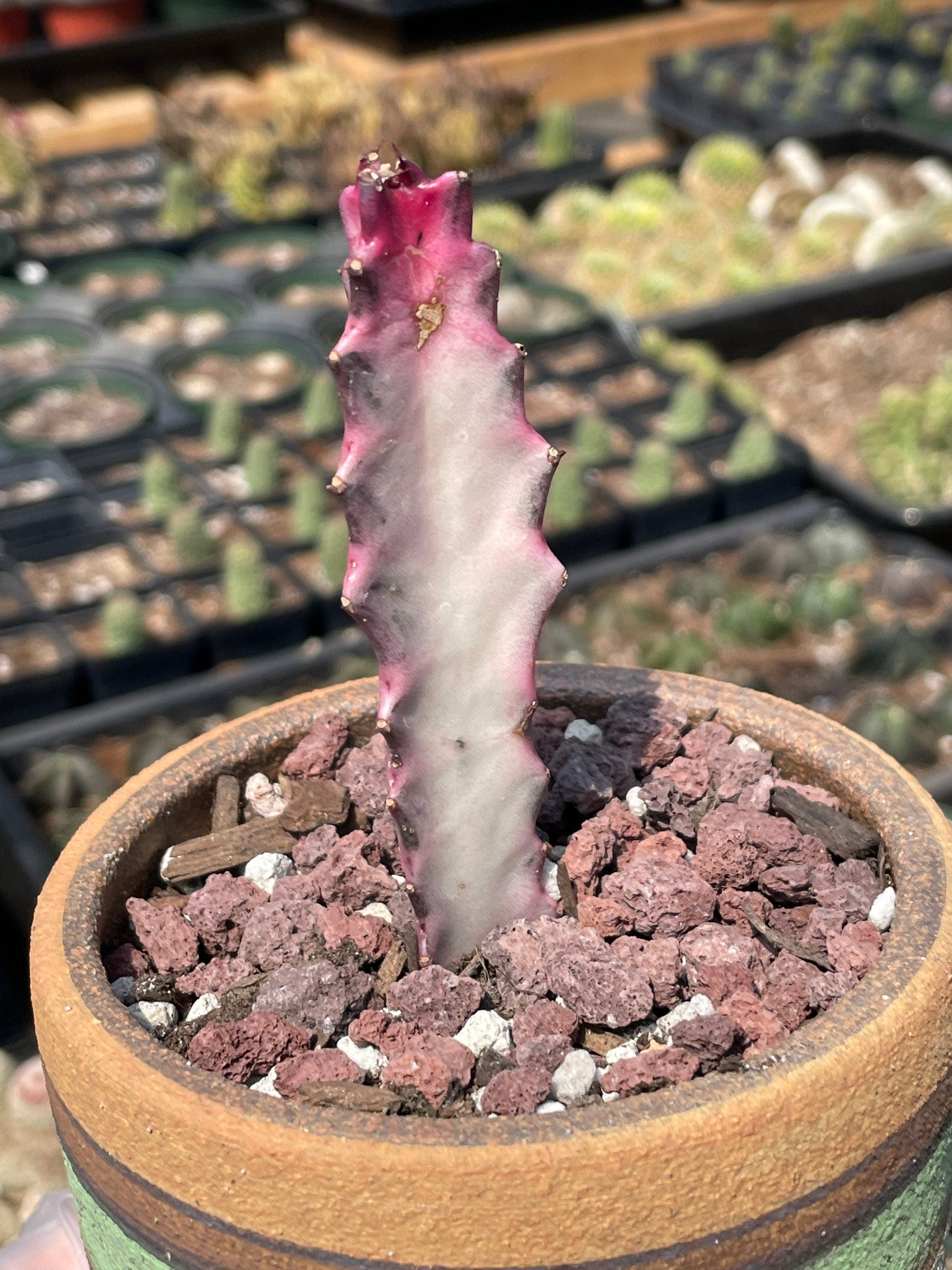 Rare Euphorbia