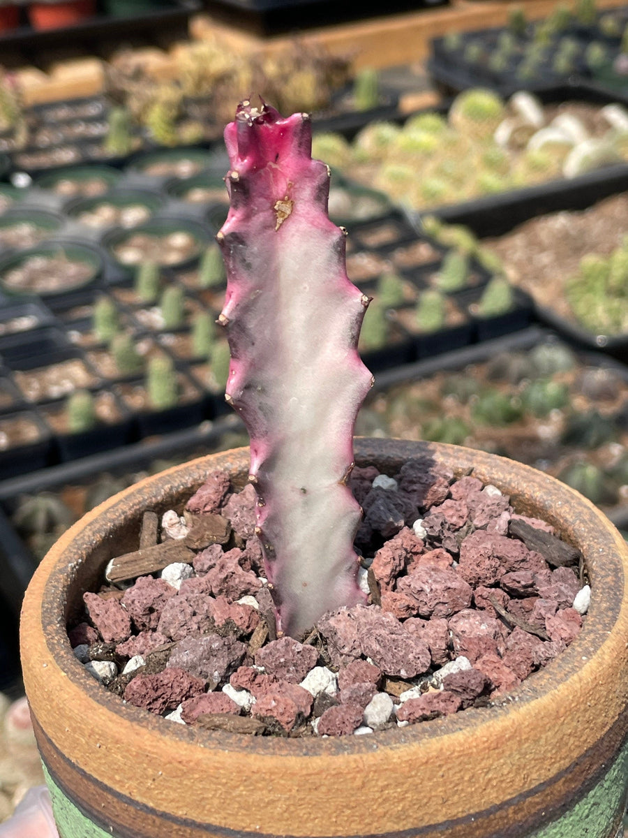 euphorbia trigona variegata Rare Euphorbia