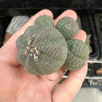 Rare Euphorbia - Euphorbia Obesa small cluster