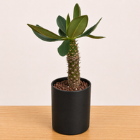 Rare Euphorbia - Euphorbia Pachypodioides - 2340