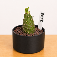 Rare Euphorbia - Euphorbia Pachypodioides - 2448