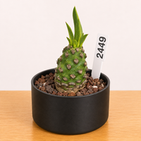 Rare Euphorbia - Euphorbia Pachypodioides - 2449