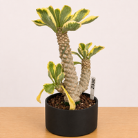 Rare Euphorbia - Euphorbia Poissonii Variegated - 2330