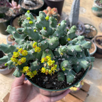 Rare Euphorbia - Euphorbia clivicola (5.5” pot)