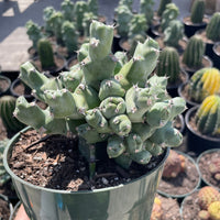 Rare Euphorbia - Euphorbia clivicola (5.5” pot)