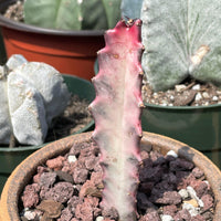Rare Euphorbia Lactea Ghost Variegata Cutting - Stunning Succulent for Unique Plant Collection Exotic Live Plant from California Nursery