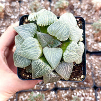Rare Haworthia Comptoniana Crystal Round Leaves