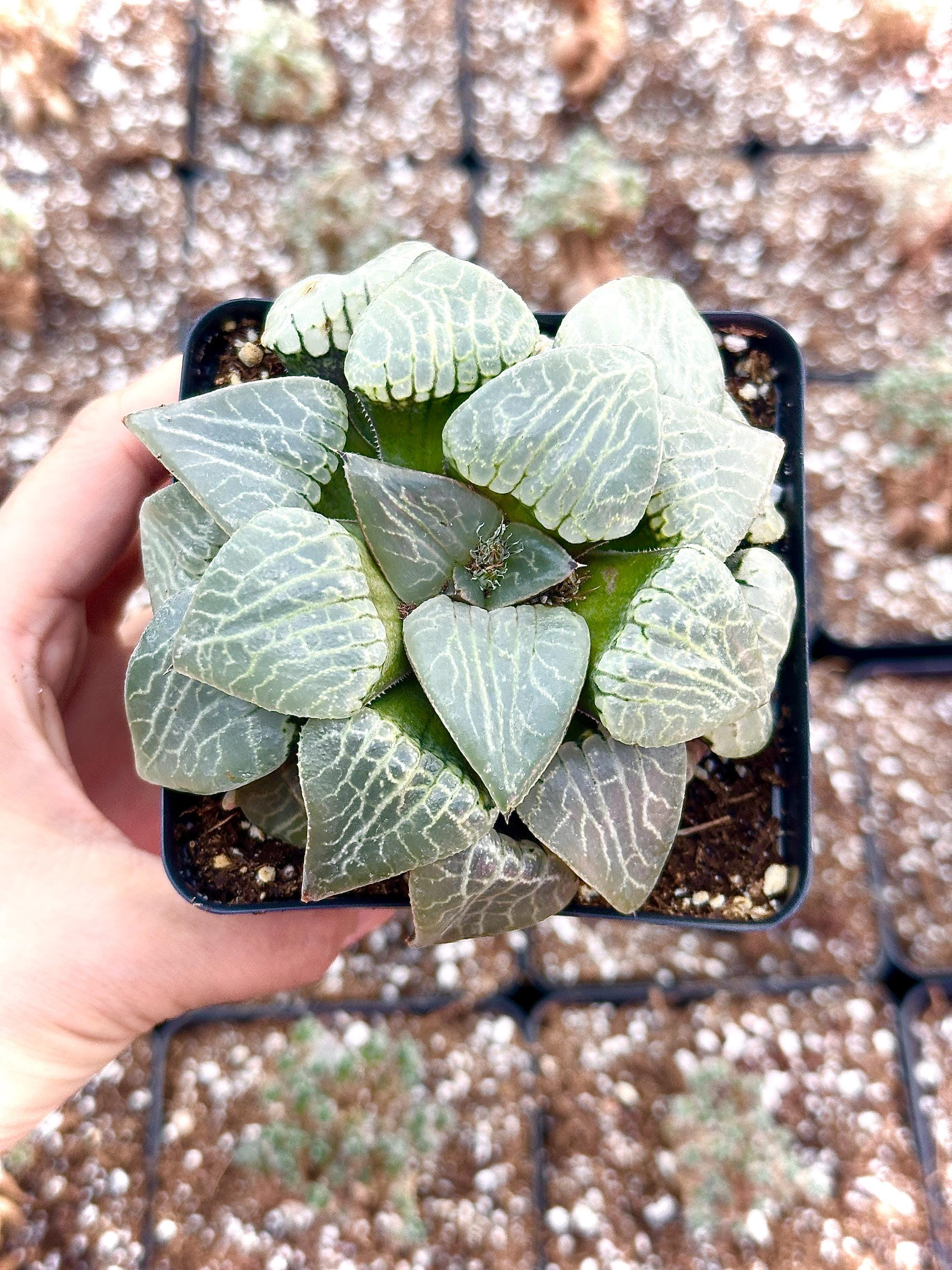 haworthia crystal succulent Rare Haworthia Comptoniana Crystal Round Leaves