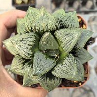 Rare Haworthia Comptoniana Hybrid ‘Marilyn’