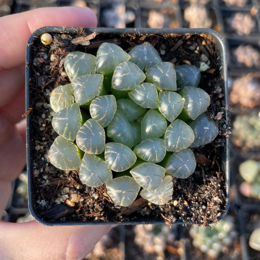 Rare Haworthia Cooperi OB1 Succulent