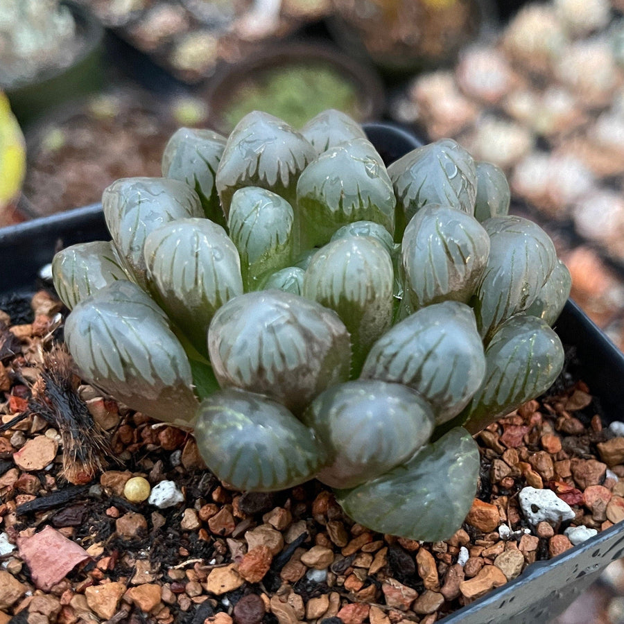 haworthia window succulent Rare Haworthia Cooperi OB1 Succulent