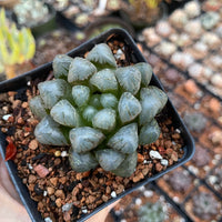 Rare Haworthia Cooperi OB1 Succulent - Unique and Stunning