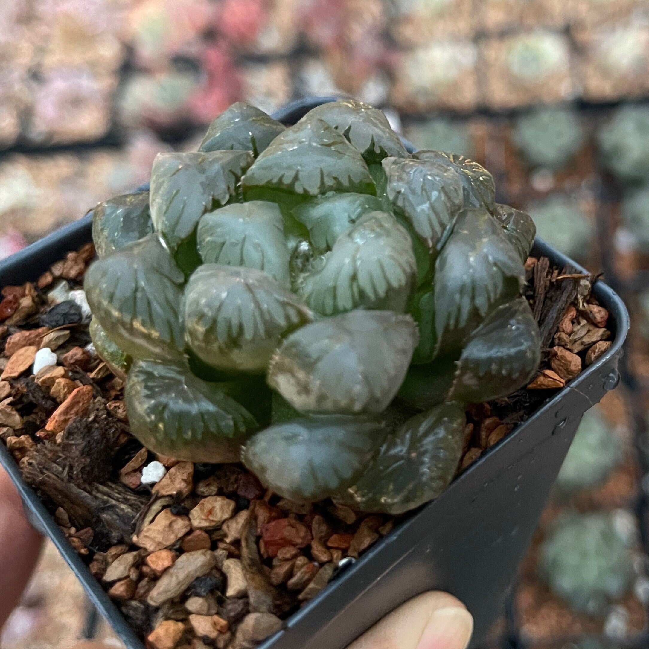 haworthia obtusa crystal light blue transparent succulent plants Rare Haworthia Cooperi OB1 Succulent
