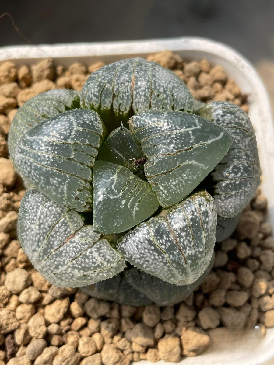 moon rock succulent Rare Haworthia Correcta Cloudy Moon– 1am Succulents