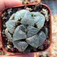 Rare Haworthia Correcta Cloudy Moon
