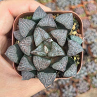 Rare Haworthia Correcta Cobwebbing, Live Plant